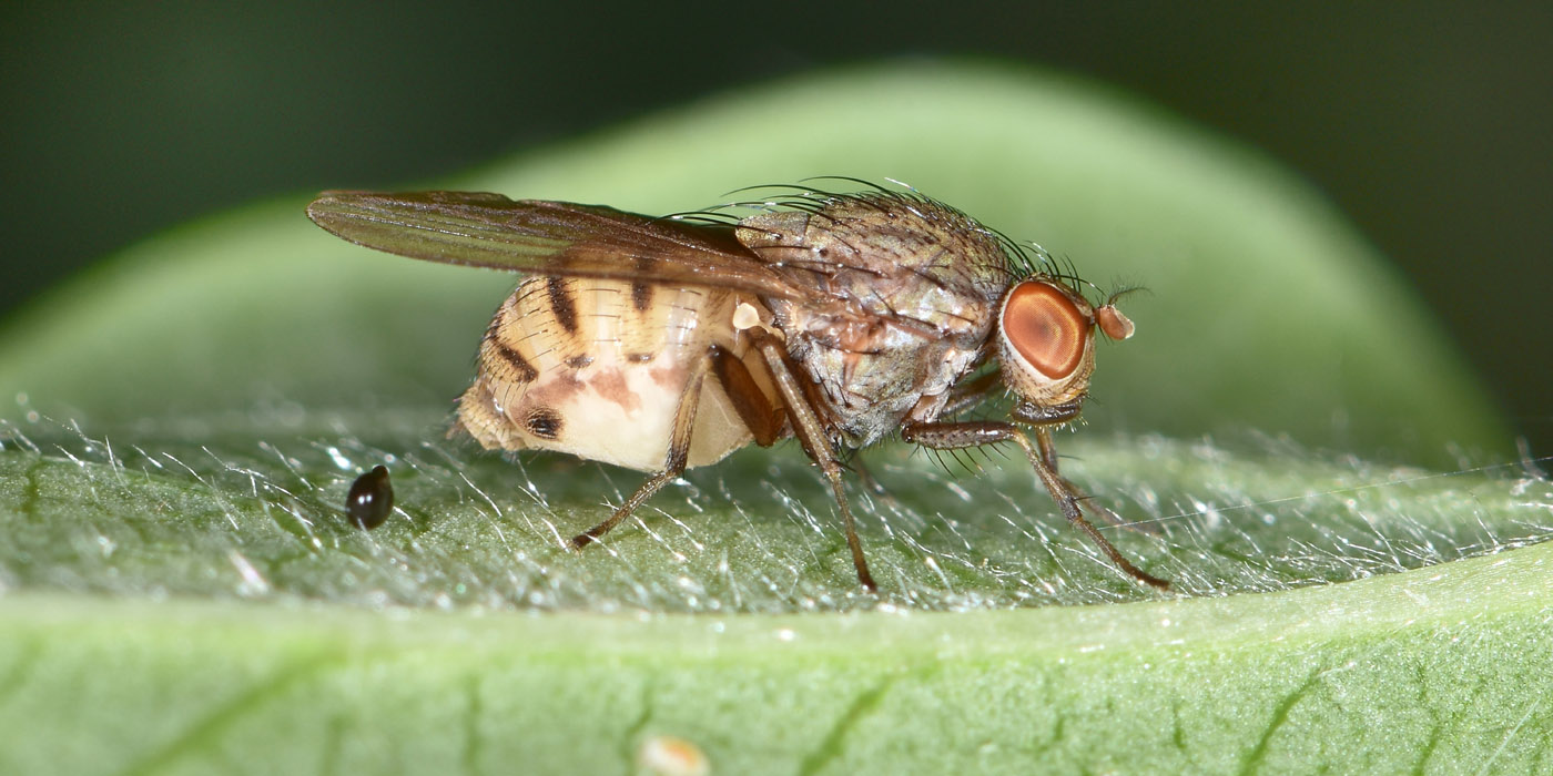 Lauxaniidae?  S, : Minettia gr. fasciata,  femmina